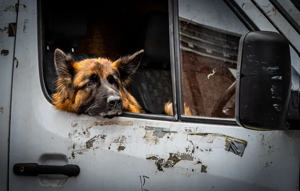 Dog, car, shepherd