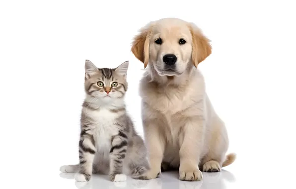 Cat, kitty, together, dog, puppy, white background, friends, striped