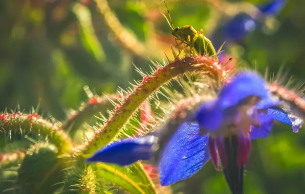 Picture flower, nature, plant, insect