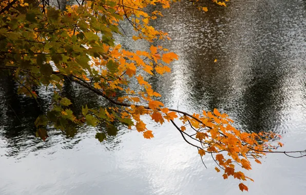 Picture autumn, leaves, water, branches, lake