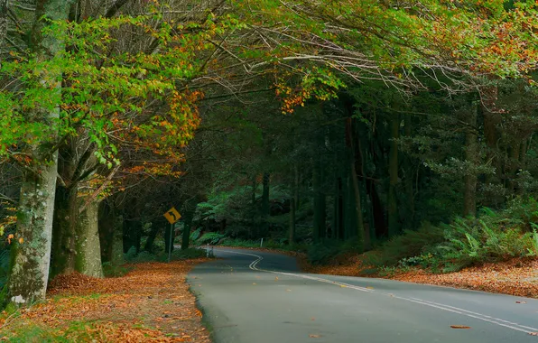 Picture road, autumn, forest, trees