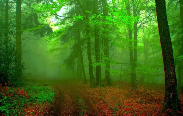 Forest, trees, vegetation, path