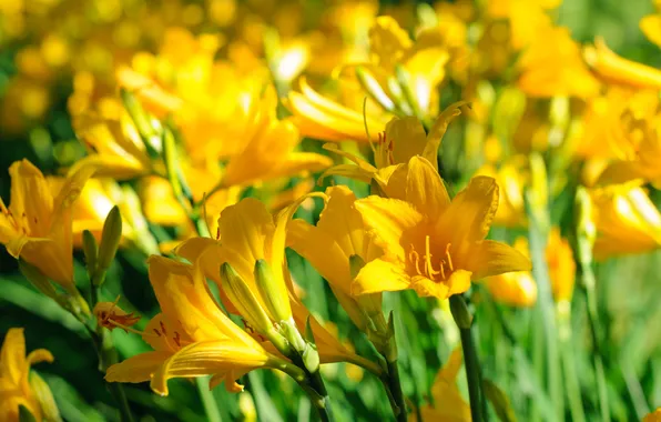 Yellow, Lily, petals