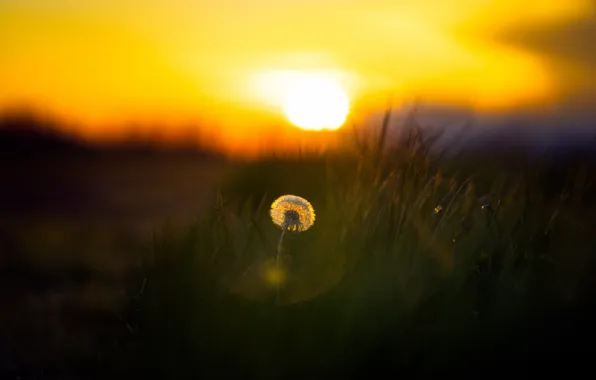 Picture sunset, nature, dandelion