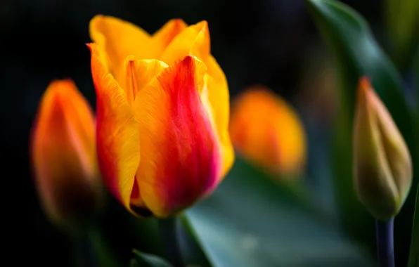 Leaves, flowers, yellow, red, nature, tulips