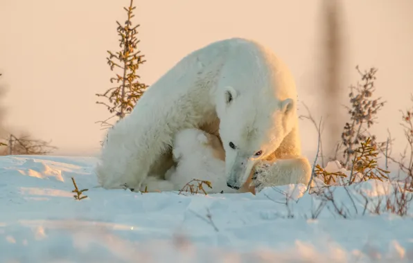 Winter, look, light, snow, nature, pose, the snow, bear