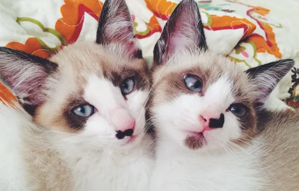 Portrait, kittens, faces, twins, two kittens