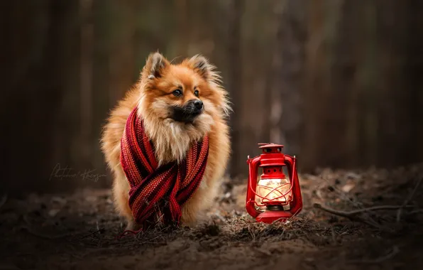 Picture autumn, dog, scarf, lantern, bokeh, Spitz, Ekaterina Kikot