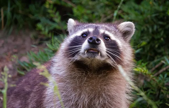 Portrait, raccoon, fangs, face, the bushes, teeth, bokeh, looking up