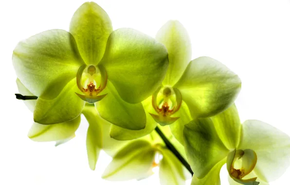 Picture petals, Phalaenopsis, lemon Orchid