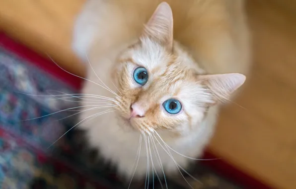 Cat, cat, look, muzzle, blue eyes, bokeh, cat