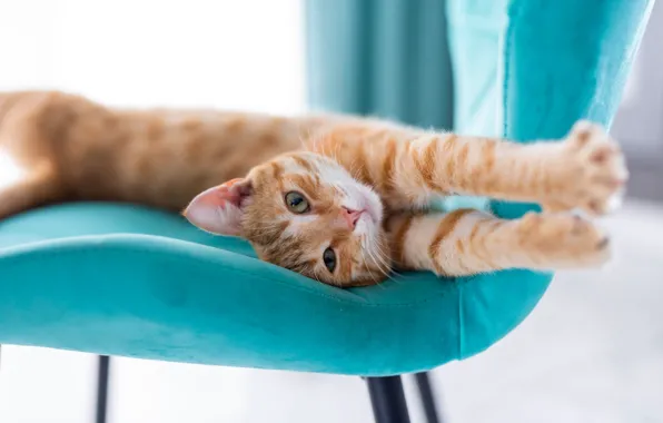 Cat, cat, pose, chair, paws, red, bokeh, stretching
