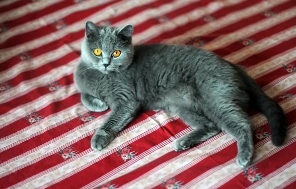 Cat, cat, look, strips, pose, grey, bed, lies
