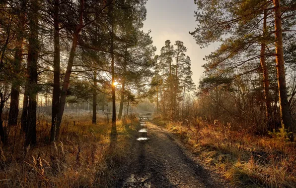Road, forest, morning