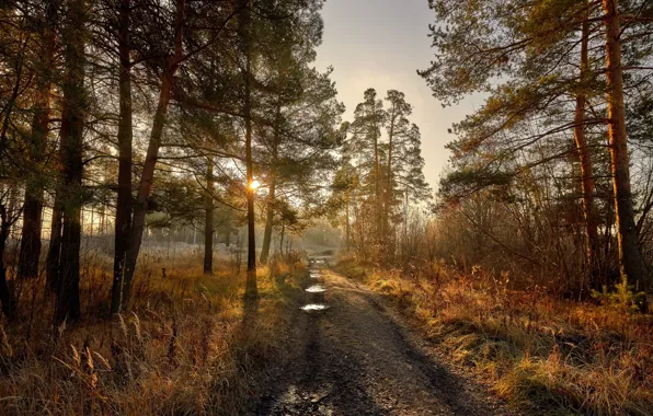 Picture road, forest, morning