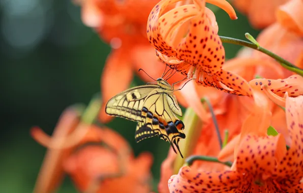 Macro, flowers, butterfly, Lily, Swallowtail