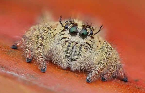 Picture look, macro, background, spider, insect