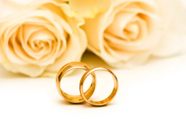 Flowers, roses, flowers, engagement rings, roses, wedding rings