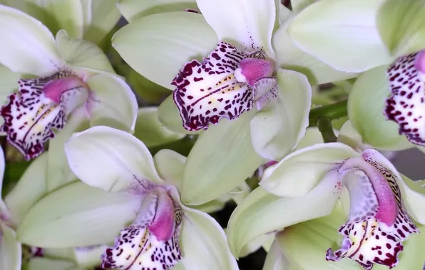 Flowers, orchids, light green