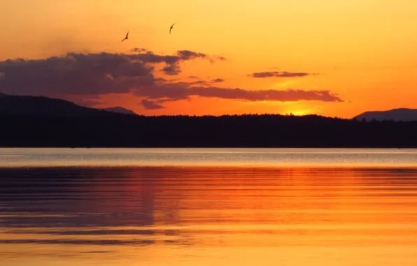 Clouds, sunset, birds, lake, reflection, mirror, silhouette, orange sky