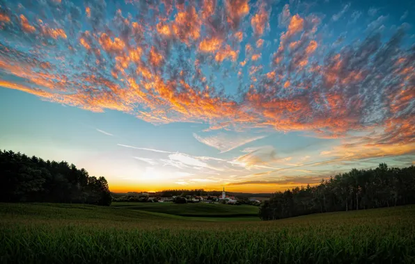 Picture field, forest, the sky, clouds, sunset, dawn, corn, village