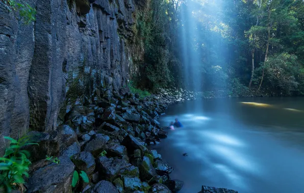 Forest, trees, landscape, nature, rock, lake, waterfall, plants