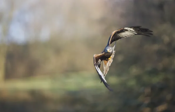 Picture bird, wings, beak, flight, eagle, hawk