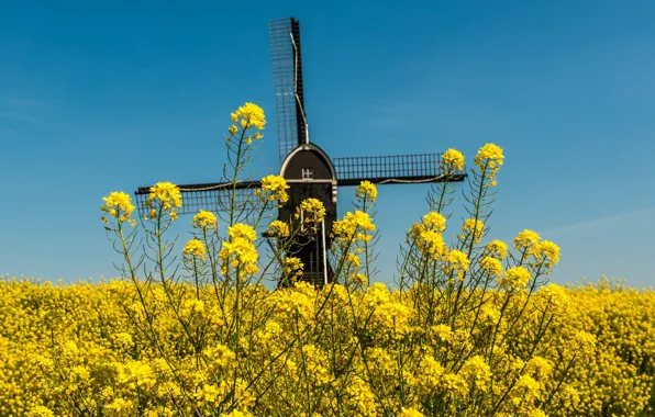 Field, summer, flowers, blue, spring, yellow, mill, rape