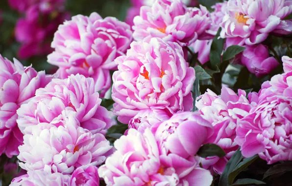 Picture flowers, a lot, garden, bokeh, peonies, pink, the bushes