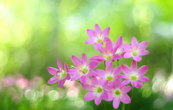 Picture glare, bokeh, pink flowers, Zephyranthes
