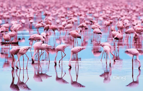 Picture birds, Animals, Flamingo