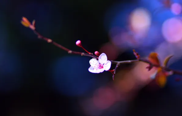 Flowers, sprig, spring