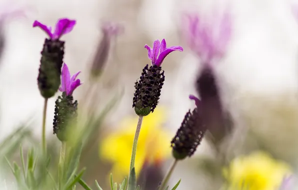Picture flower, macro, lavender