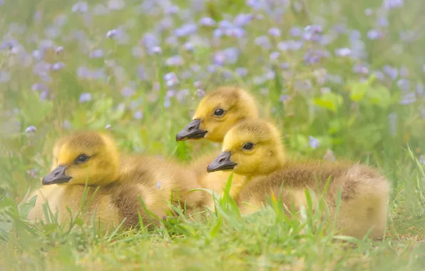 Picture flowers, nature, weed, little ducklings