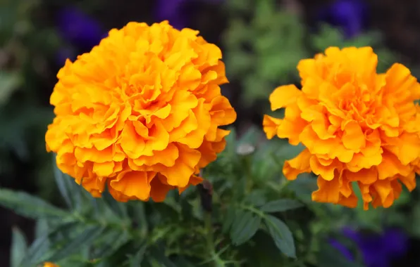 Flowers, orange, marigolds