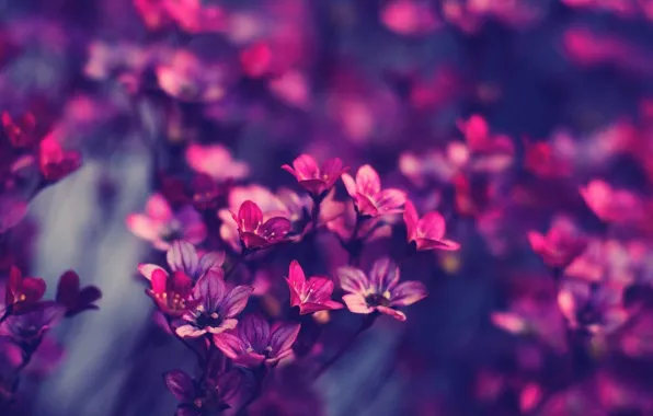 Macro, flowers, photo, lilac