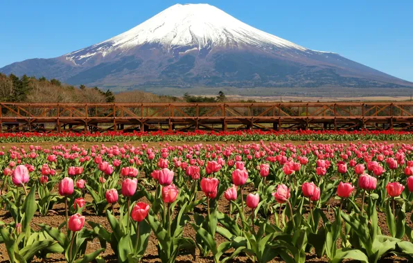 The sky, snow, flowers, mountains, bridge, the slopes, view, mountain
