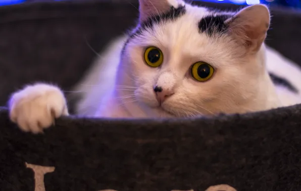 Cat, cat, look, pose, face