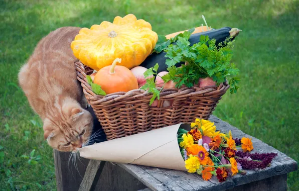 Greens, cat, grass, flowers, basket, apples, pumpkin, red