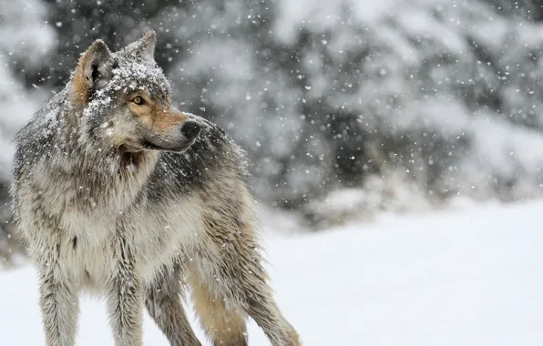 Nature, predator, animal, wolf, wildlife, portrait, portrait., Canis lupus. face