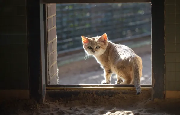 Cat, cat, window, red, looks, sandy