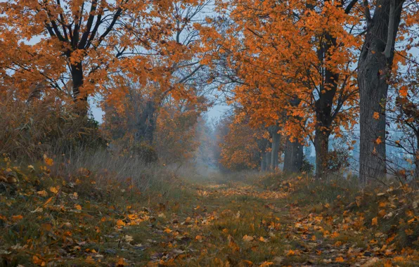 Picture autumn, grass, trees, foliage, path