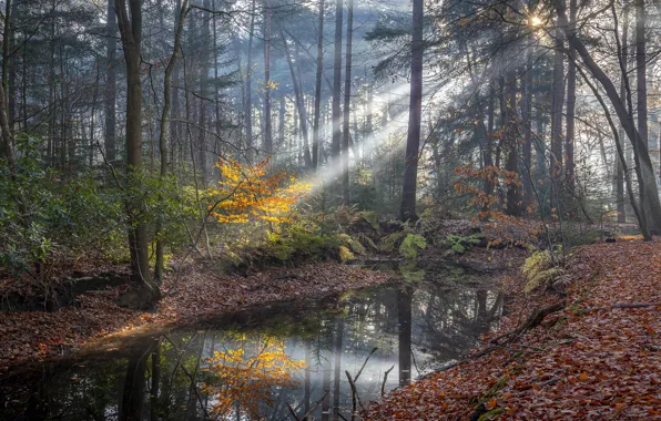 Autumn, forest, leaves, water, the sun, rays, light, trees