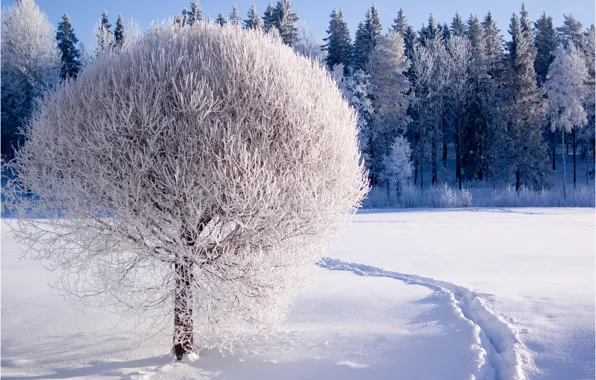 Picture winter, frost, forest, snow, nature, tree
