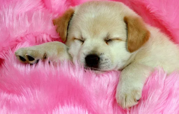 Pink, sleeping, Puppy, cute