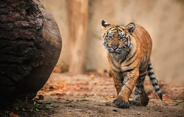 Picture tiger, background, walk, log, tiger, tiger