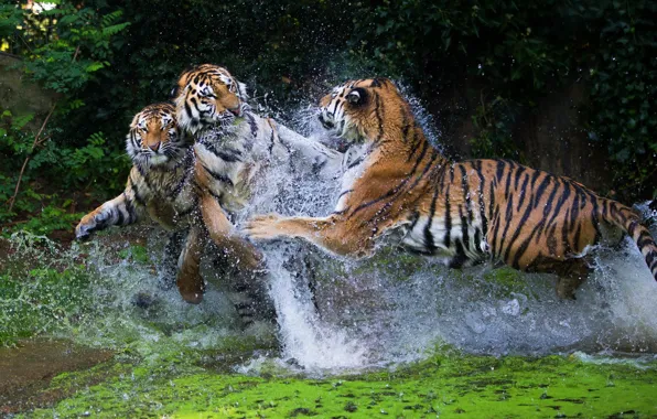 Water, squirt, pose, jump, the game, paws, bathing, three