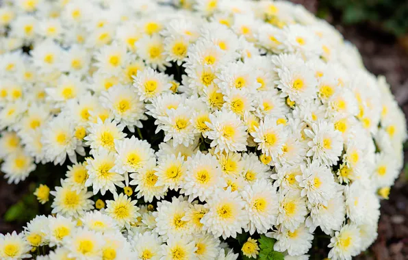 Flowers, Bush, garden, white, chrysanthemum, bokeh