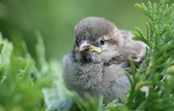 Picture leaves, branches, bird, Sparrow