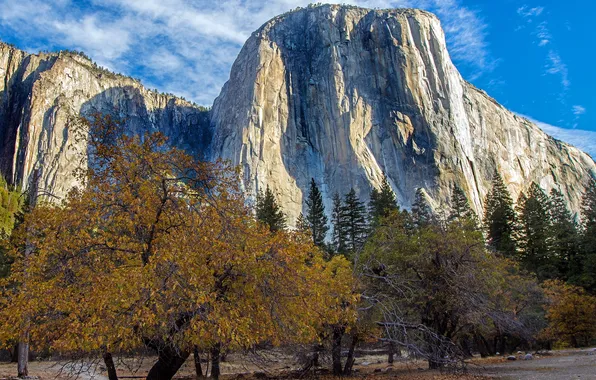Trees, mountains, nature
